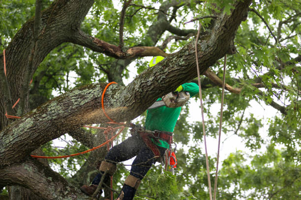 Best Lawn Renovation and Restoration  in Pine Ridge, SC