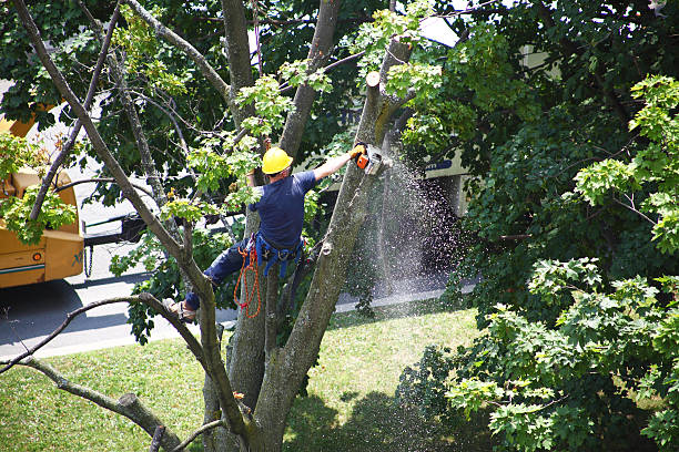 How Our Tree Care Process Works  in  Pine Ridge, SC