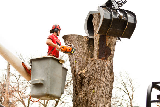 Best Root Management and Removal  in Pine Ridge, SC